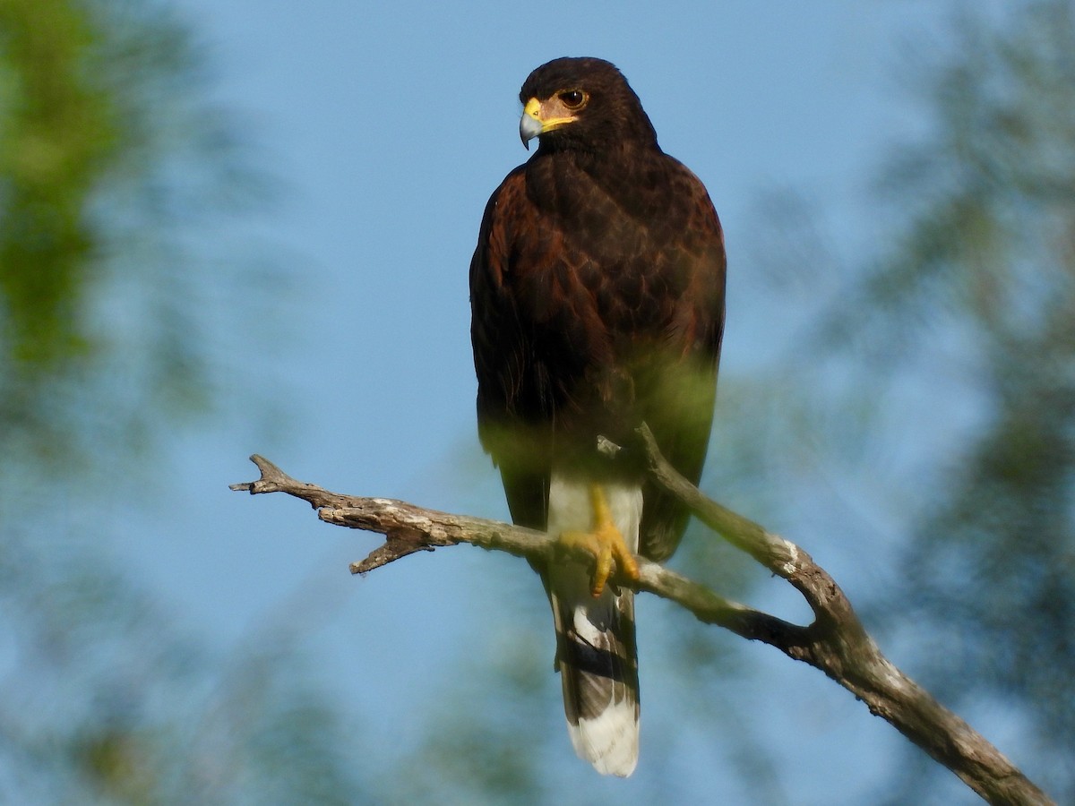 Harris's Hawk - ML499080331