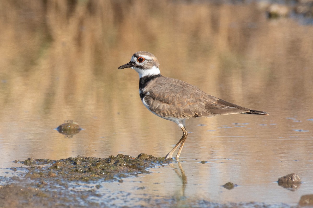 Killdeer - ML499080541