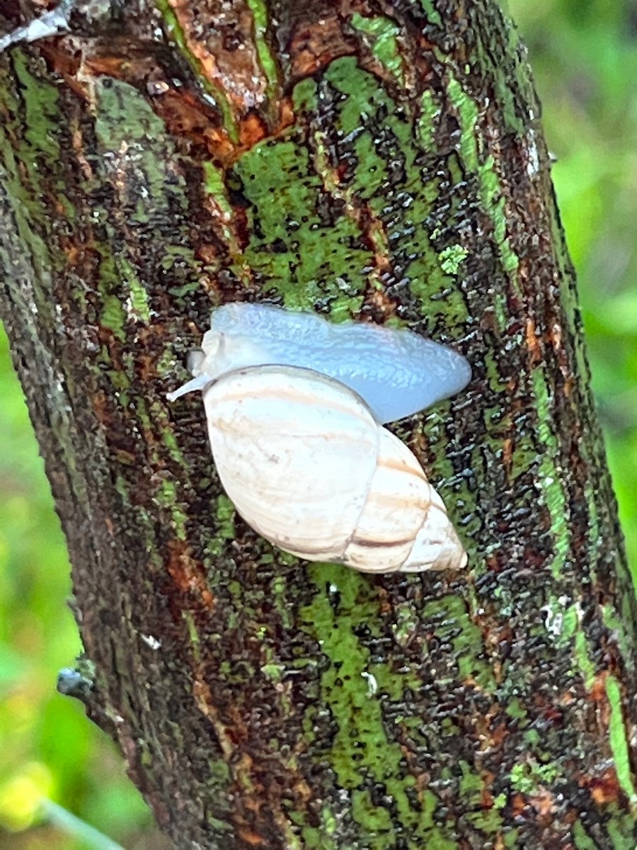 Hook-billed Kite - ML499080641