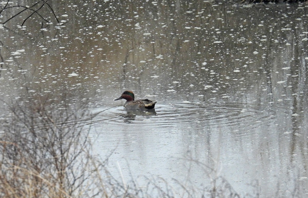 Green-winged Teal - ML499081301