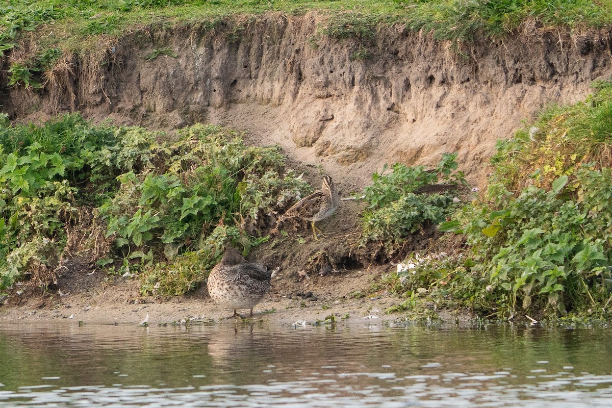 Common Snipe - Carsten Stiller