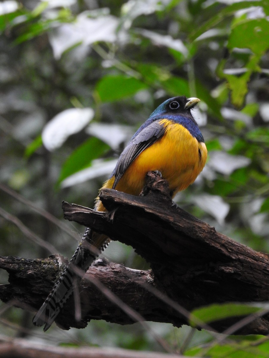 trogon atlantský - ML499081711