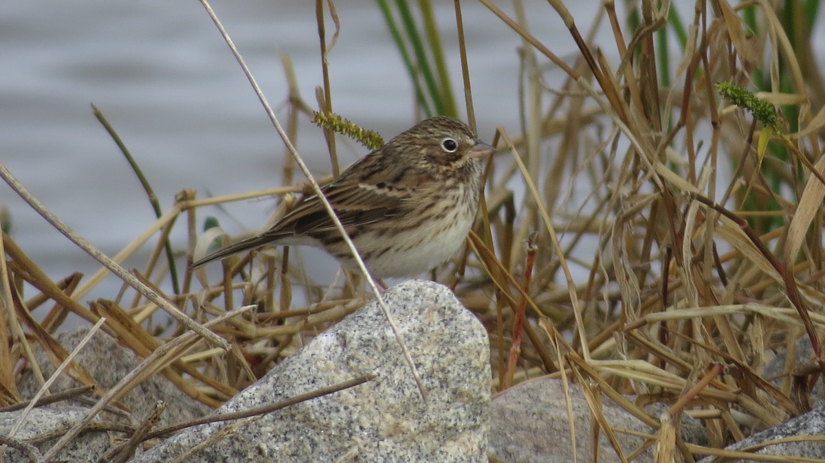 Vesper Sparrow - ML499081821