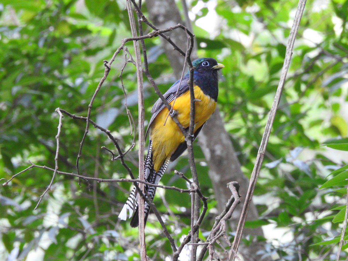 Atlantic Black-throated Trogon - ML499082501