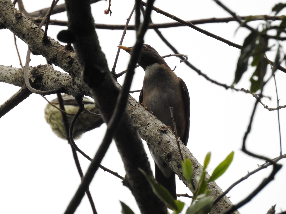 White-necked Thrush - ML499083771