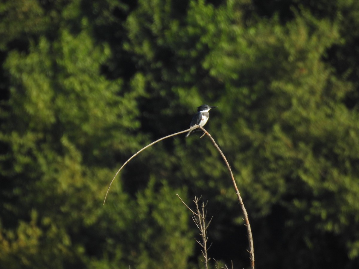 Belted Kingfisher - ML499083811