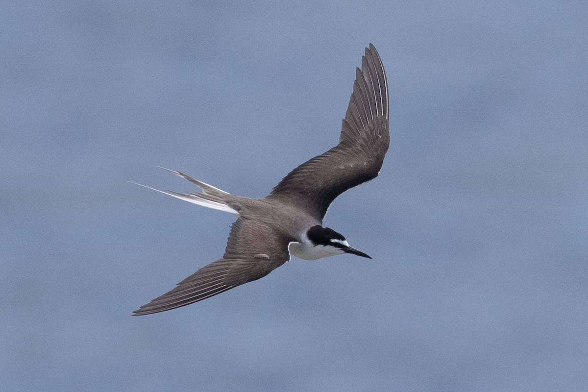 Bridled Tern - Eric VanderWerf