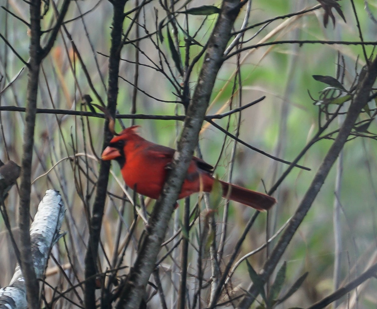 Northern Cardinal - ML49908511