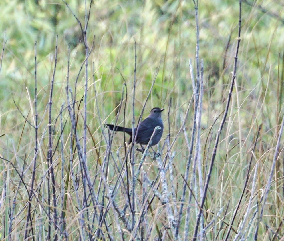 Pájaro Gato Gris - ML49908531