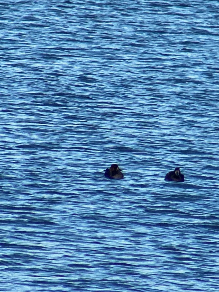Greater Scaup - ML499085461