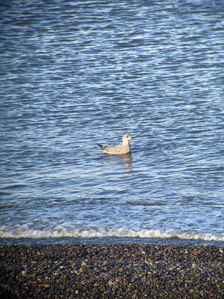 Gaviota Groenlandesa (thayeri) - ML499086191