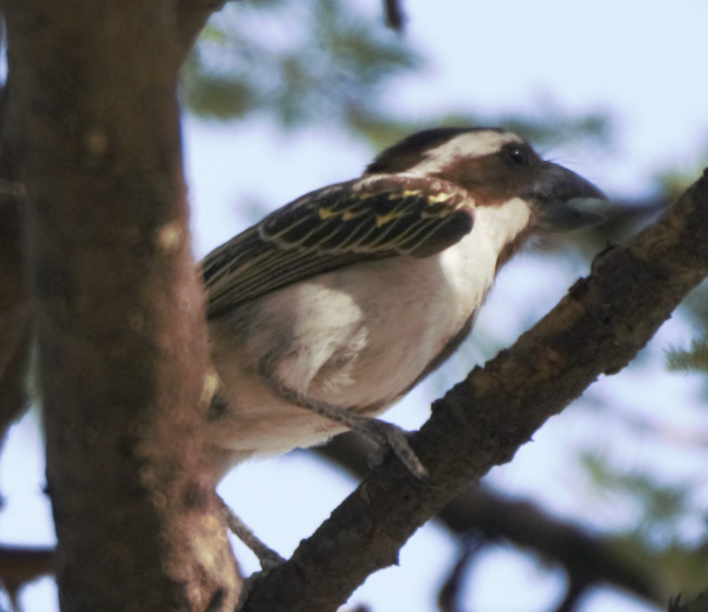 Black-throated Barbet - ML49908721