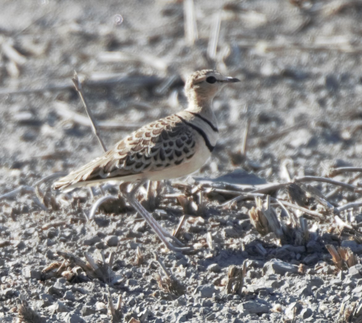 Double-banded Courser - ML49908771