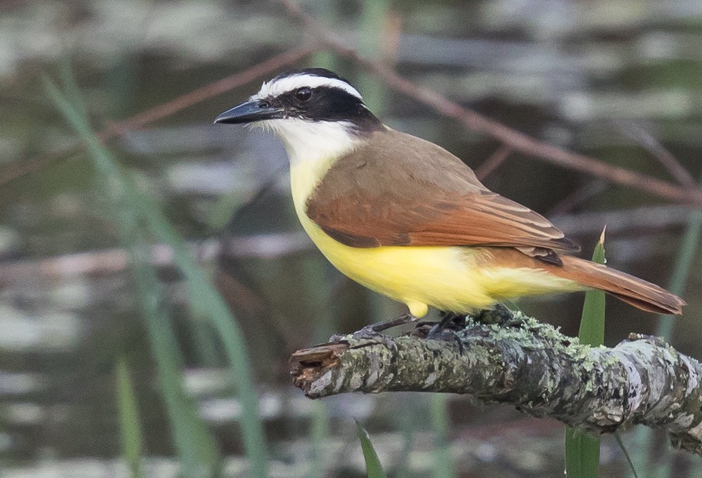 Great Kiskadee - ML49908821