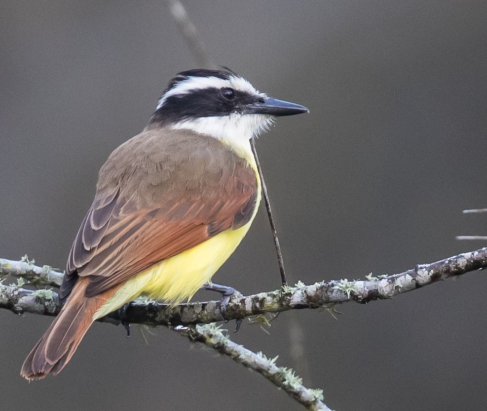 Great Kiskadee - ML49908831