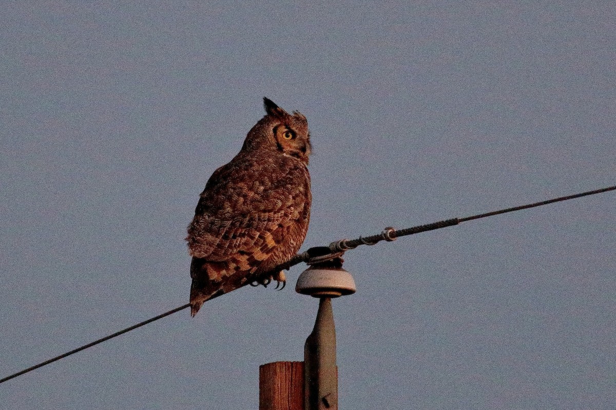 Great Horned Owl - ML499089211