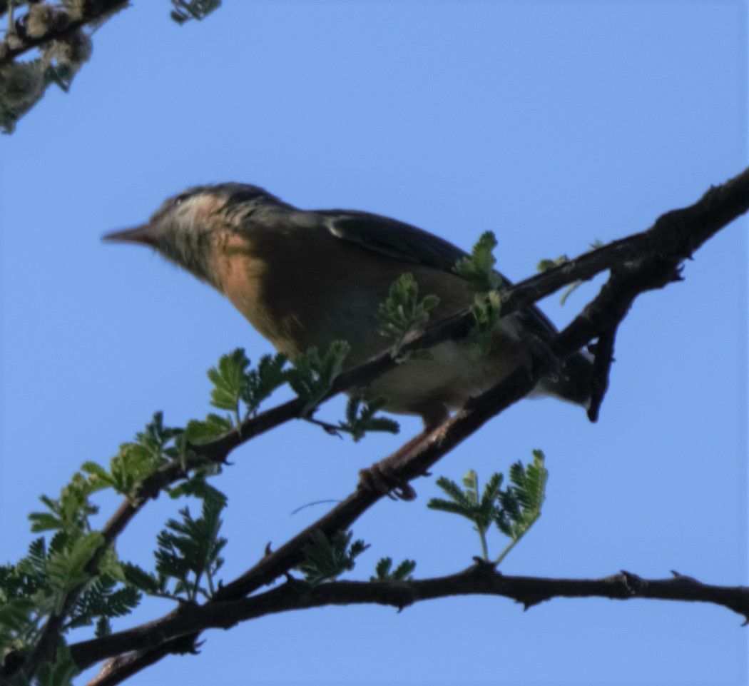 Northern Crombec - ML49908931