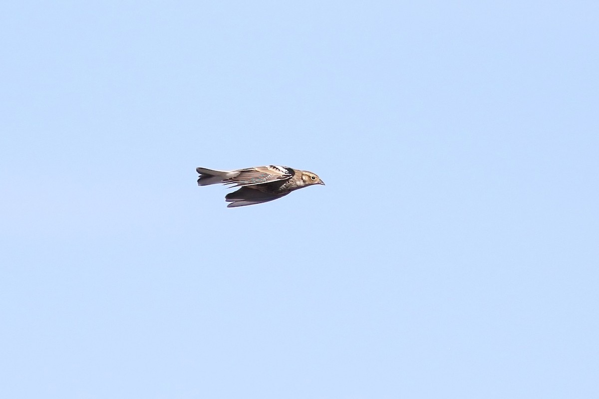 Chestnut-collared Longspur - ML499089921