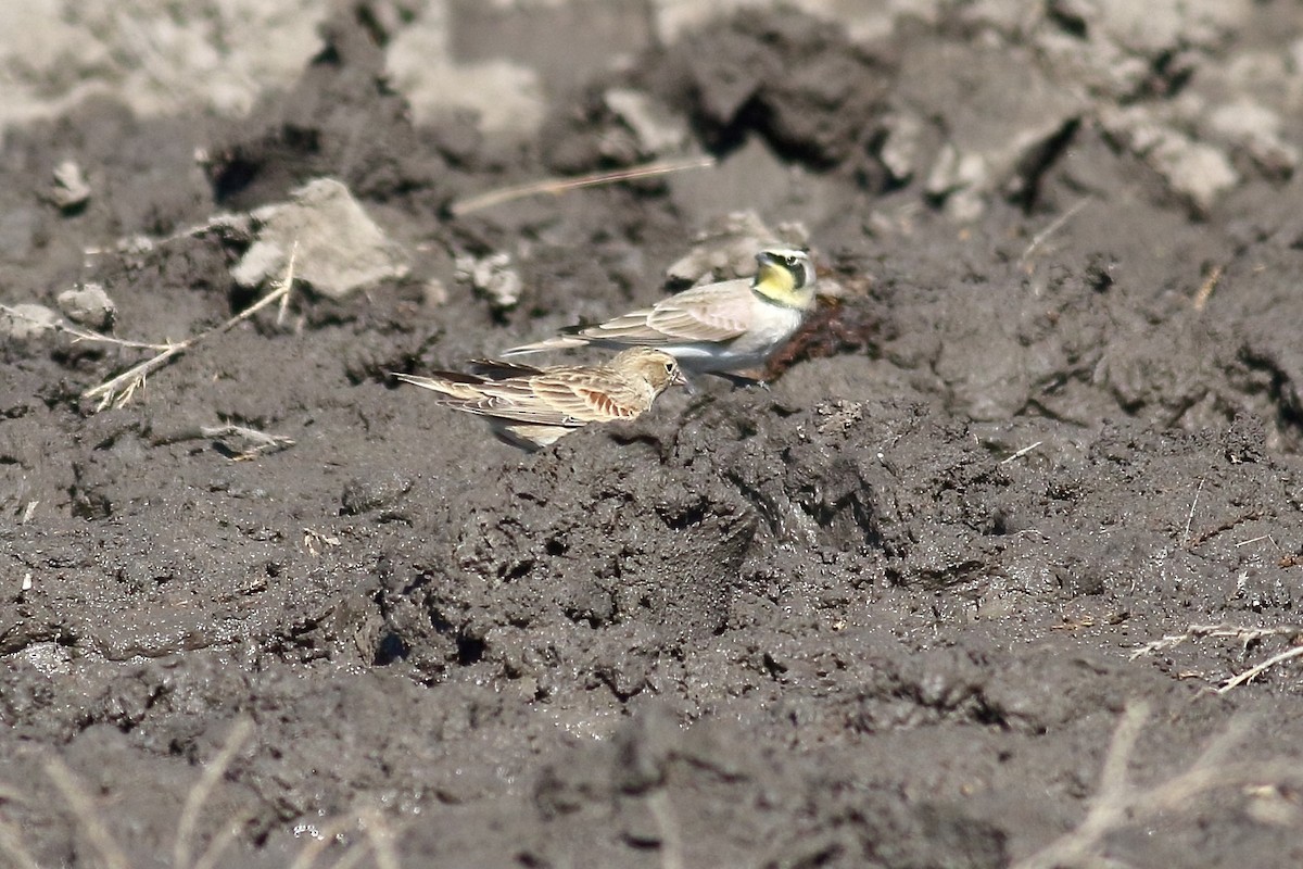Thick-billed Longspur - ML499089951
