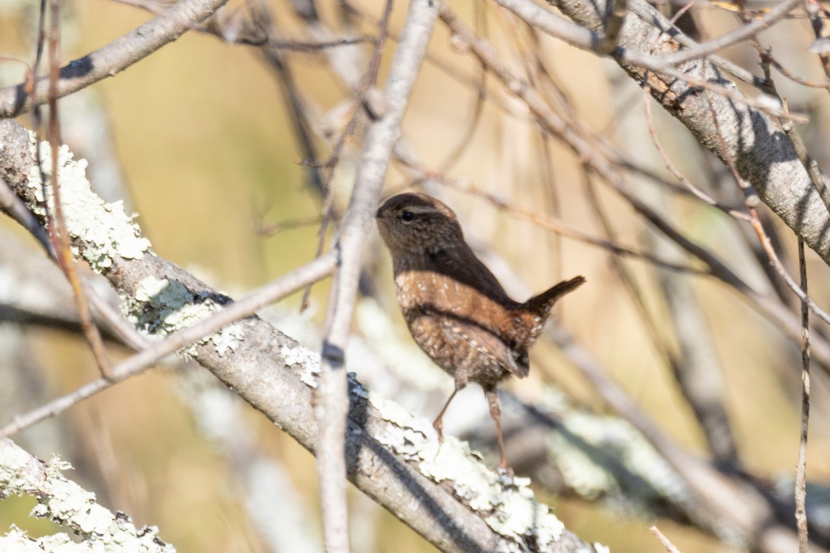 Winter Wren - ML499090191