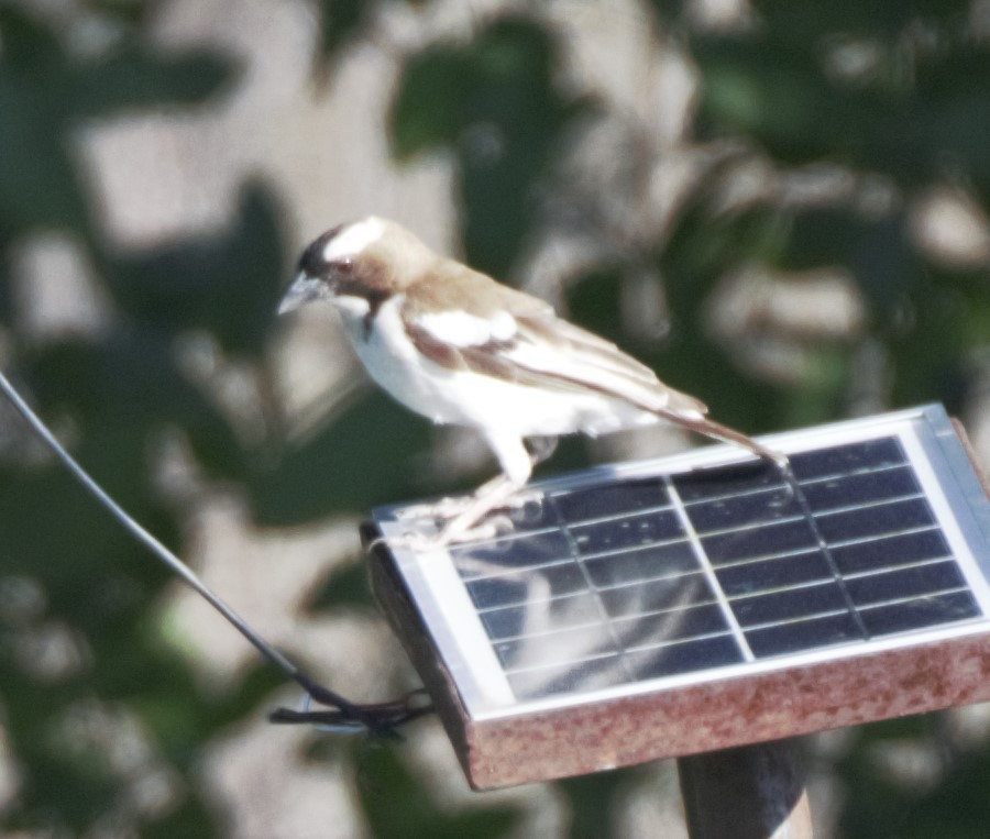 White-browed Sparrow-Weaver - ML49909021