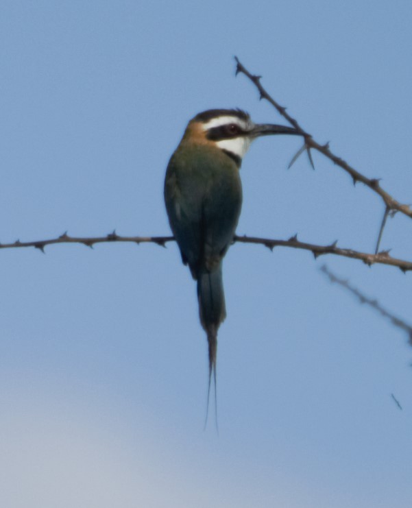 White-throated Bee-eater - ML49909091