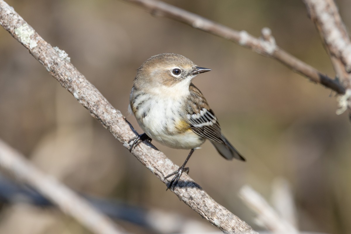 Yellow-rumped Warbler - ML499091321