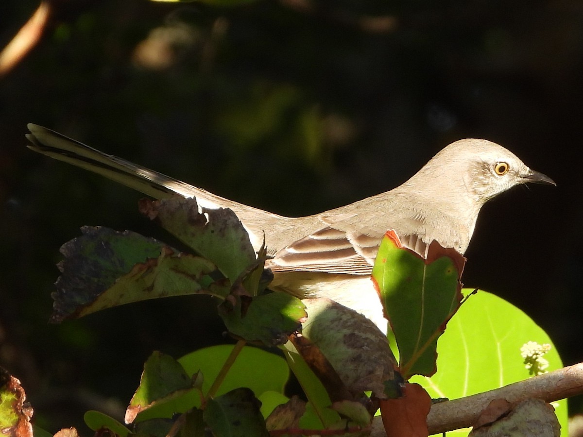 Northern Mockingbird - ML499091511