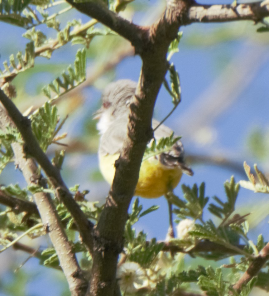 Yellow-bellied Eremomela - ML49909201
