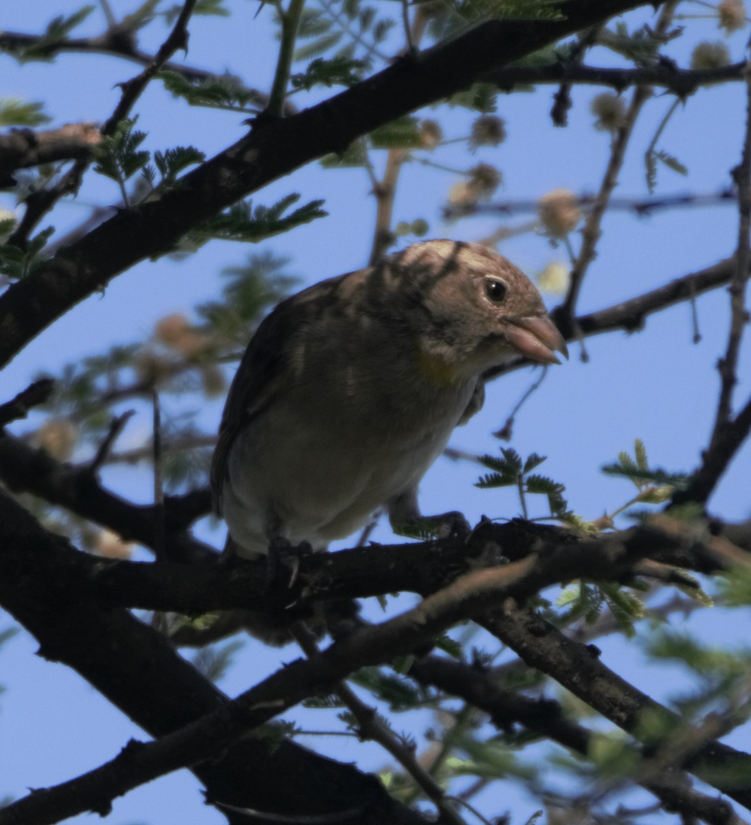 Zuhaixka-txolarre grisa - ML49909281