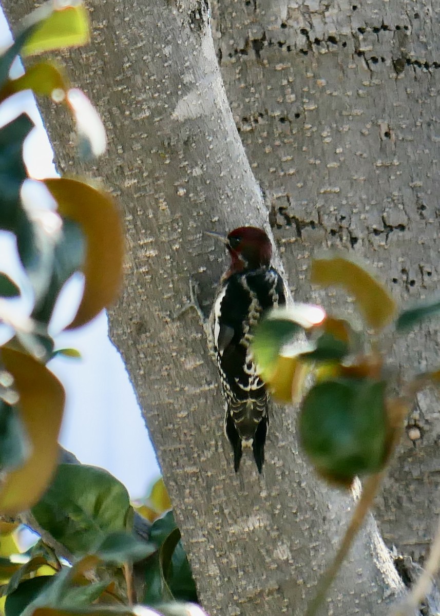 Red-breasted Sapsucker - ML499094951