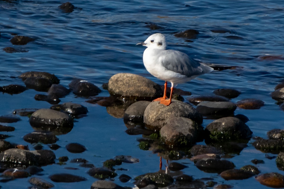 Bonaparte's Gull - ML499096881