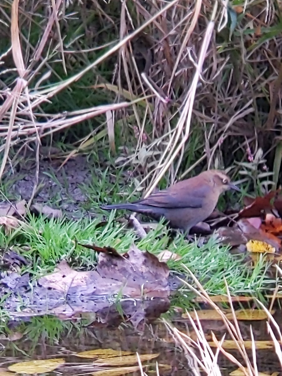 Rusty Blackbird - ML499099081