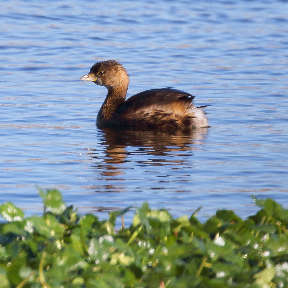 Pied-billed Grebe - ML49909921