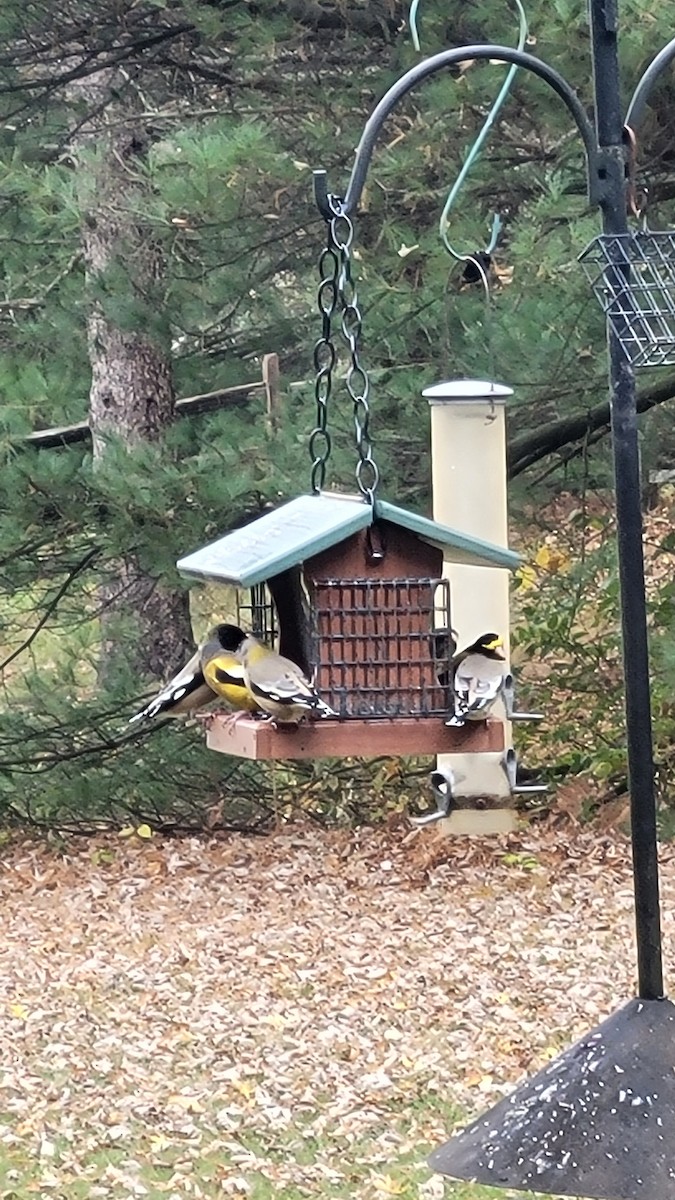 Evening Grosbeak - ML499100171