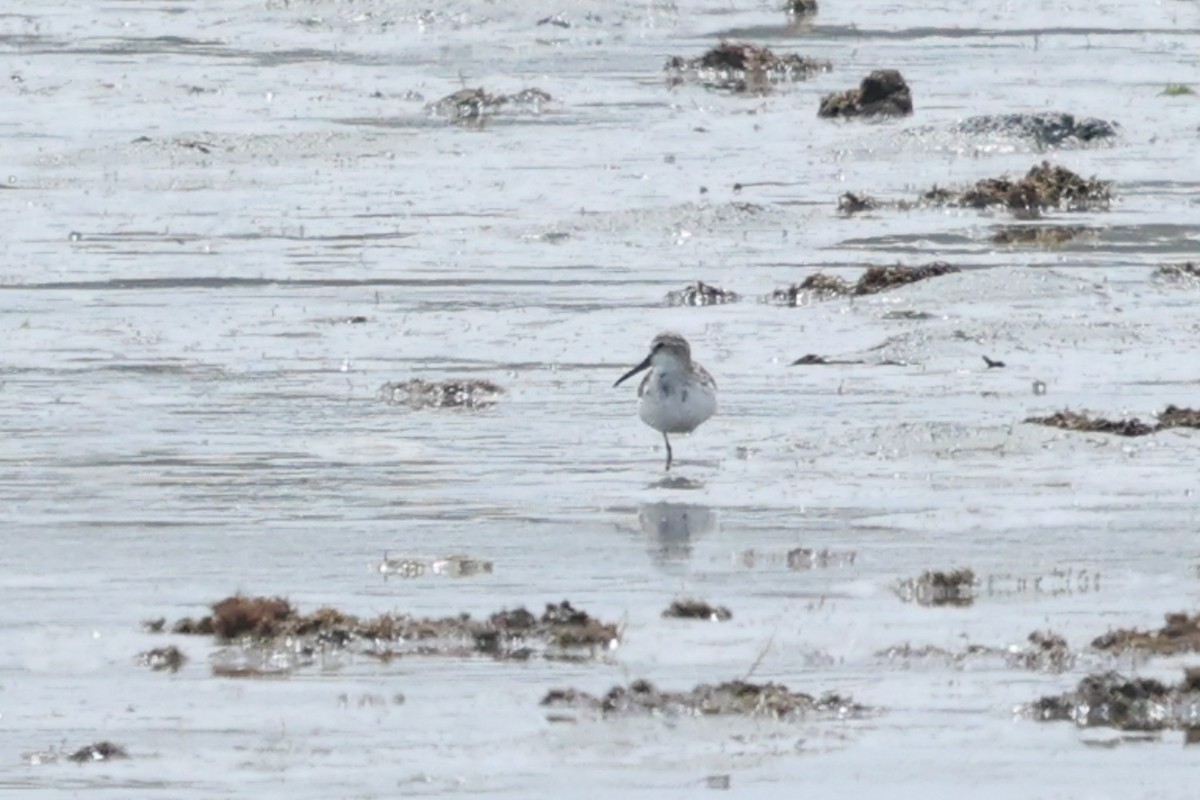 Broad-billed Sandpiper - Daniel Engelbrecht - Birding Ecotours