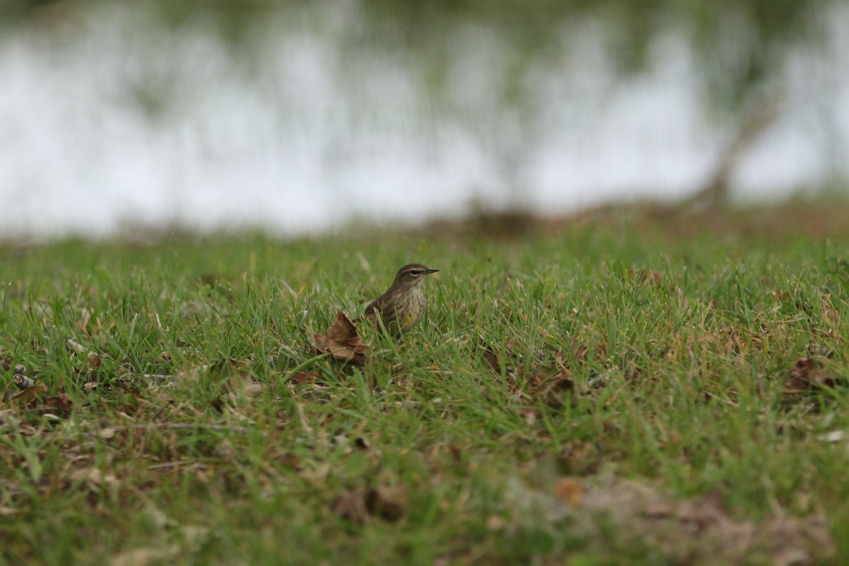 Palm Warbler - ML499103321