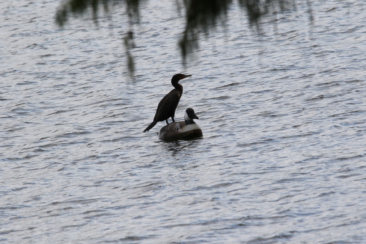 Double-crested Cormorant - Jon Aird