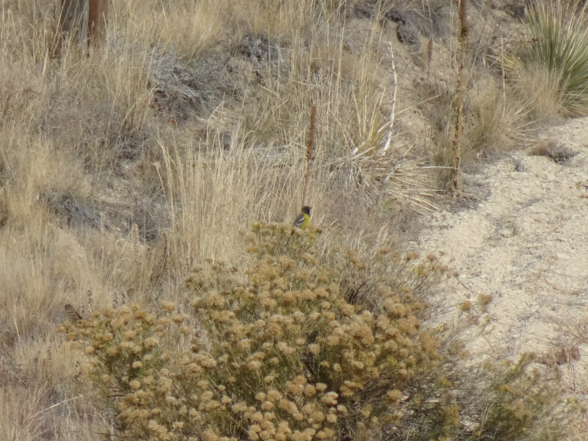 Scott's Oriole - John Shenot