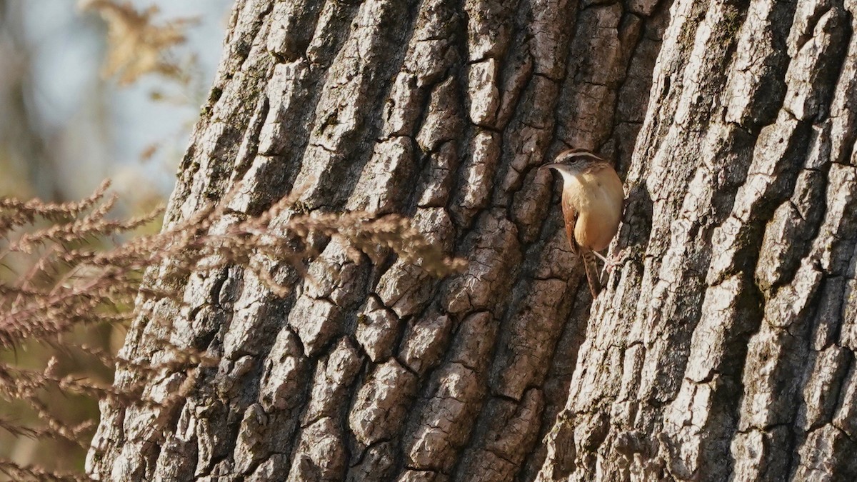 Carolina Wren - ML499104511