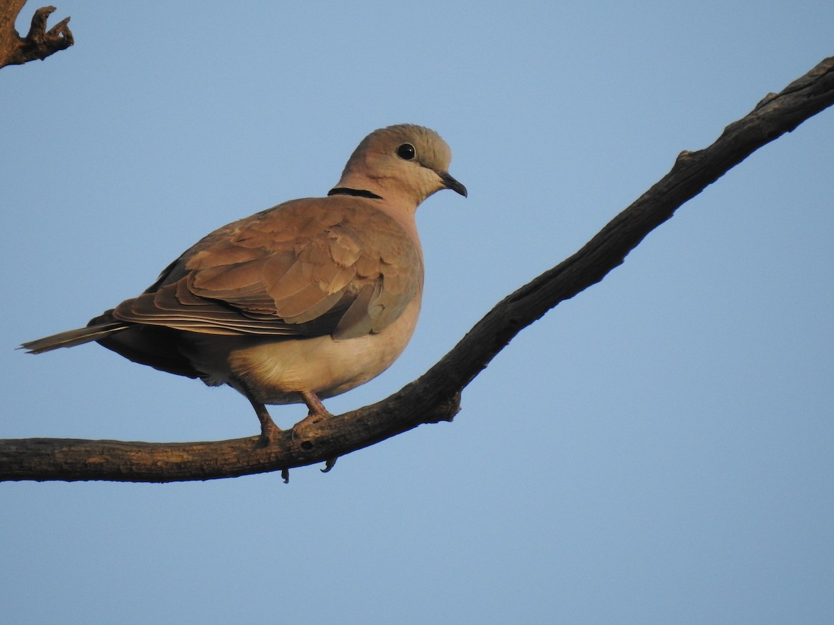 Ring-necked Dove - Abdulhakim Abdi