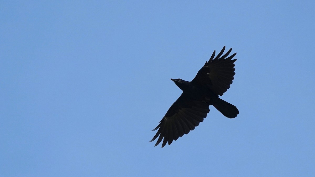 Fish Crow - ML499104951