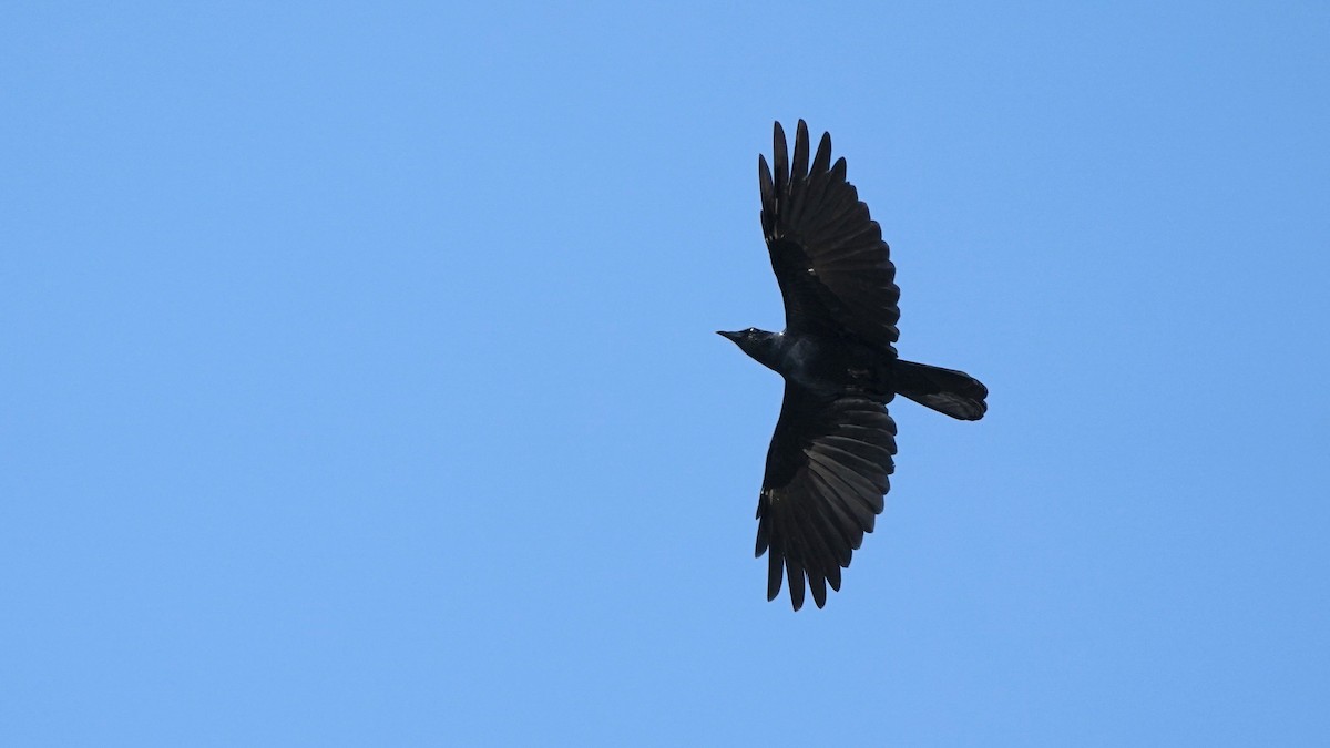 Fish Crow - ML499104981