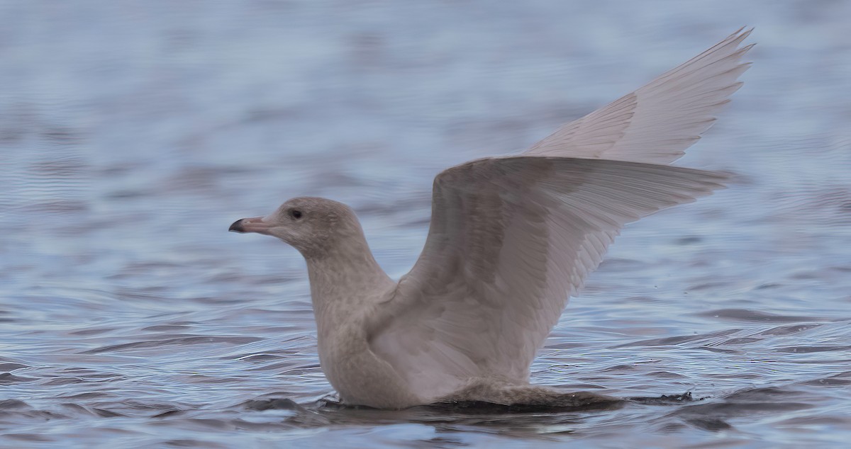 Glaucous Gull - Dave Clark