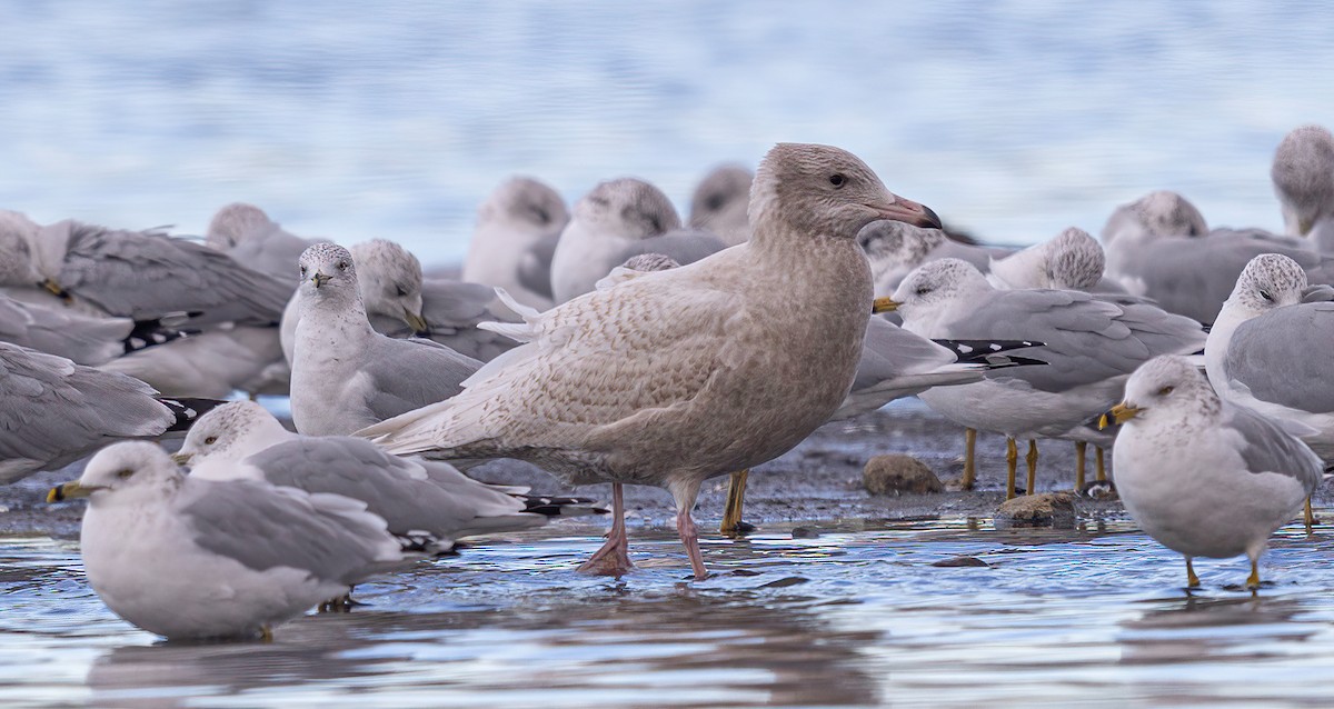 Glaucous Gull - Dave Clark