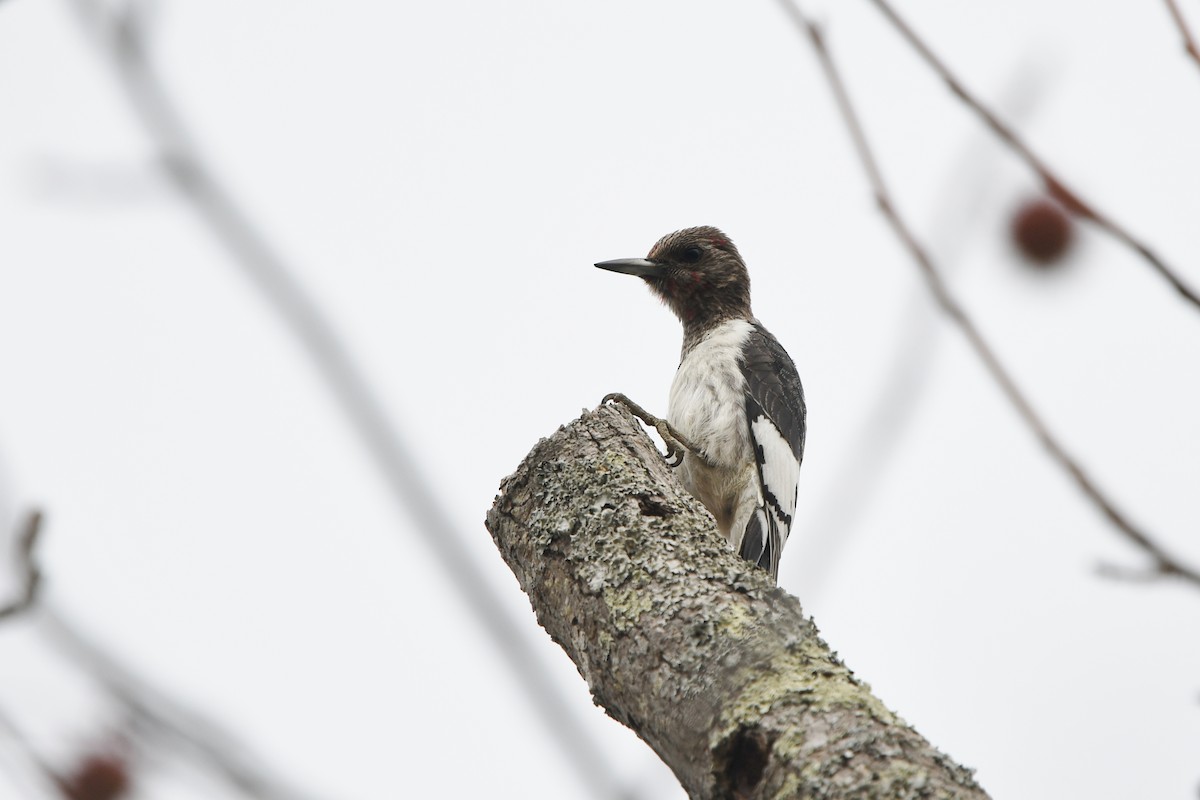 Red-headed Woodpecker - ML499107641