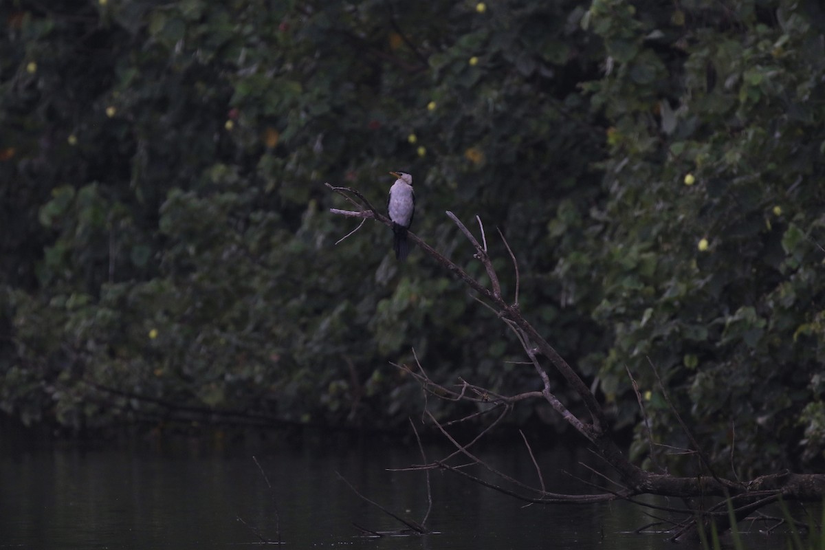 Little Pied Cormorant - ML499107861