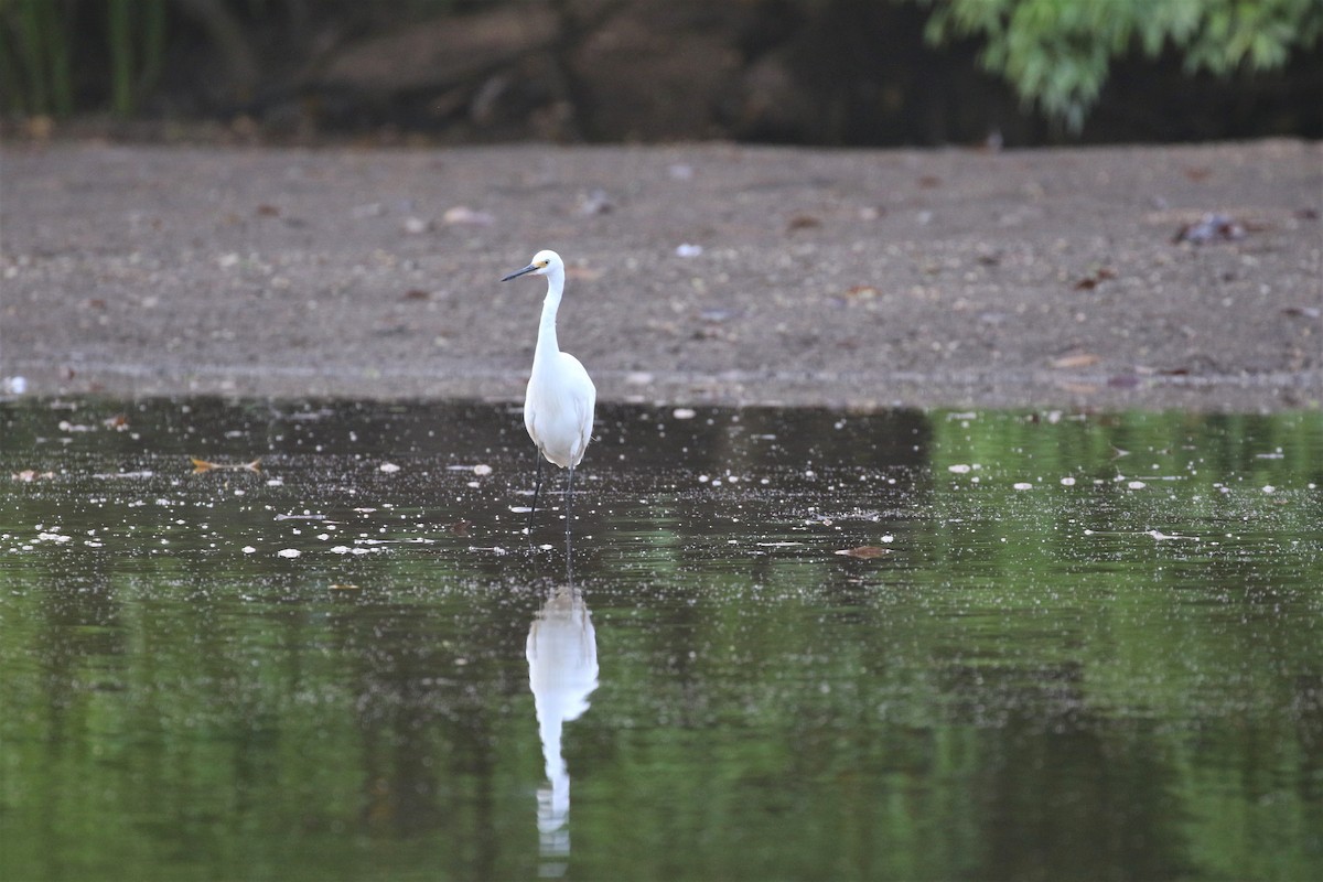 Little Egret (Australasian) - ML499107971