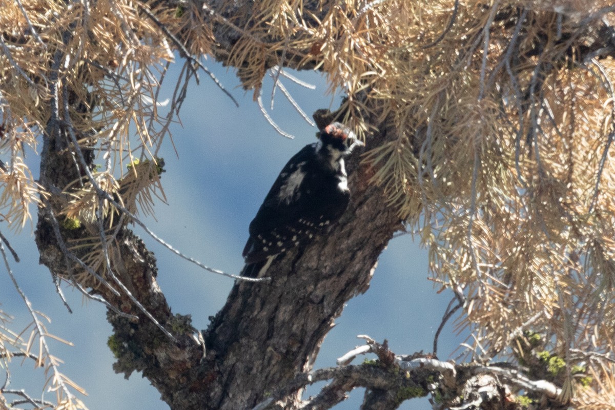 Hairy Woodpecker - ML499108121