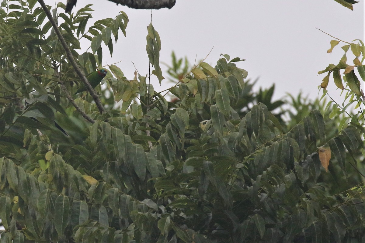 Double-eyed Fig-Parrot (Double-eyed) - ML499108281